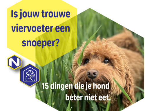 15 dingen die je hond NIET mag eten.